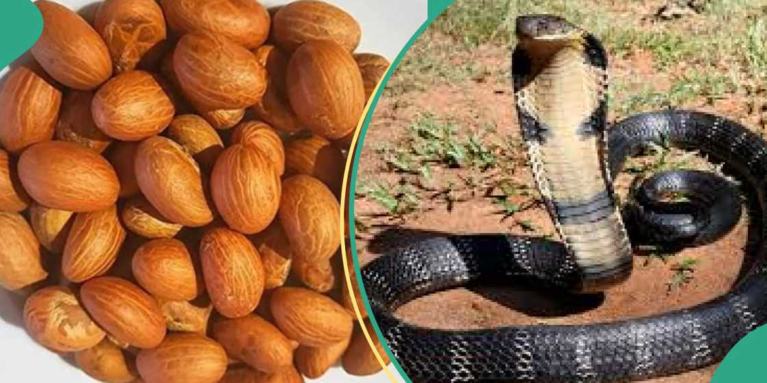 Science has not proven the effectiveness of bitter kola as antivenom Science has not proven the effectiveness of bitter kola as antivenom