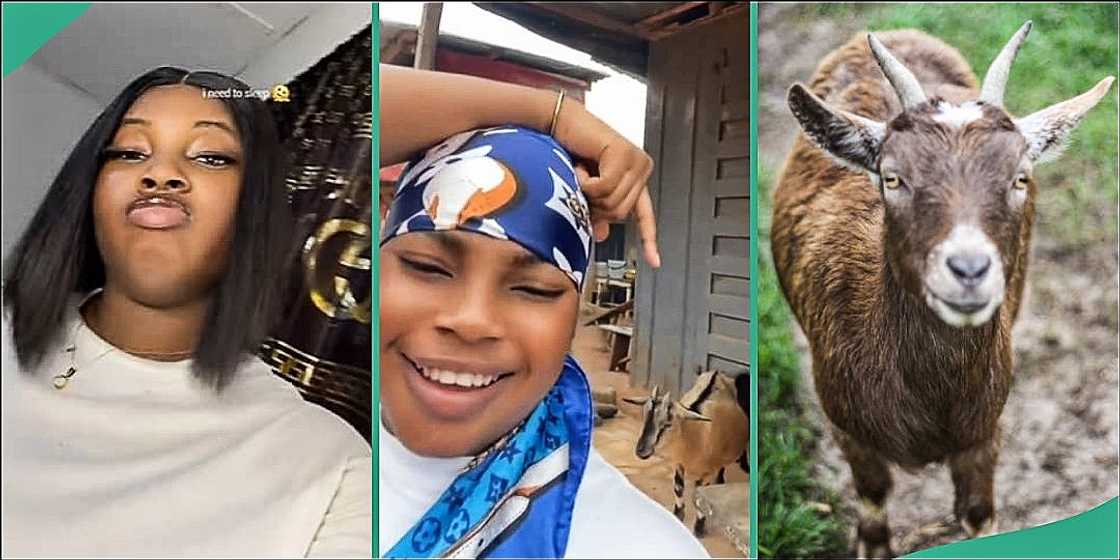 Lady shares video of landlady's overprotective goat Lady shares video of landlady's overprotective goat