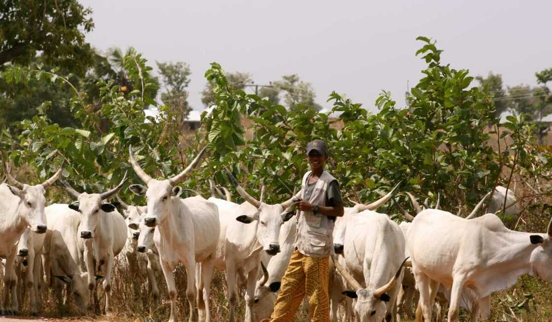 Herdsmen/Gunmen/Benue/Gunmen/IDPs