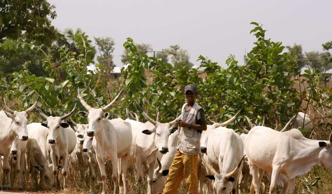 Cattle dealers issue FG 7-day ultimatum, threaten strike action over killings of members Cattle dealers issue FG 7-day ultimatum, threaten strike action over killings of members