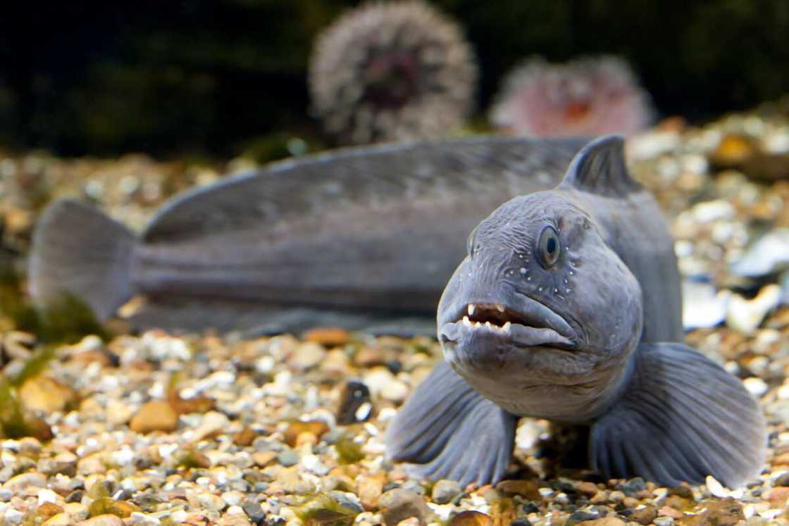 Weird looking fish