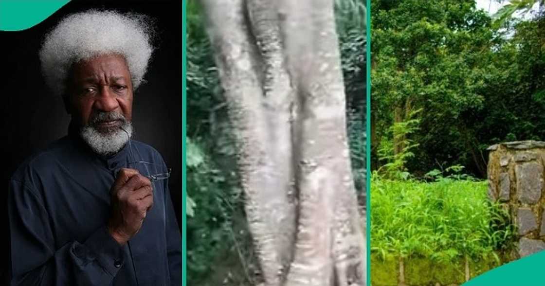 Journalist who visited Wole Soyinka's forest home shows inscriptions he saw along pathway. Journalist who visited Wole Soyinka's forest home shows inscriptions he saw along pathway.