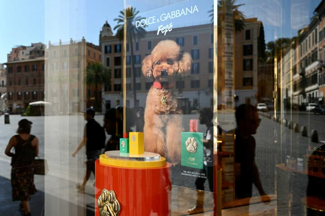 Dogs have an excellent sense of smell and perfumes can distress them. Dogs have an excellent sense of smell and perfumes can distress them.