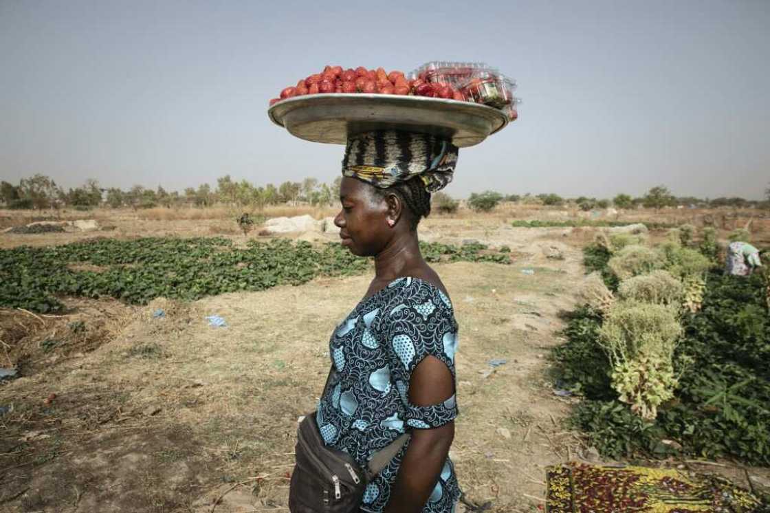 The strawberry fruit season runs from January to April in Burkina Faso The strawberry fruit season runs from January to April in Burkina Faso