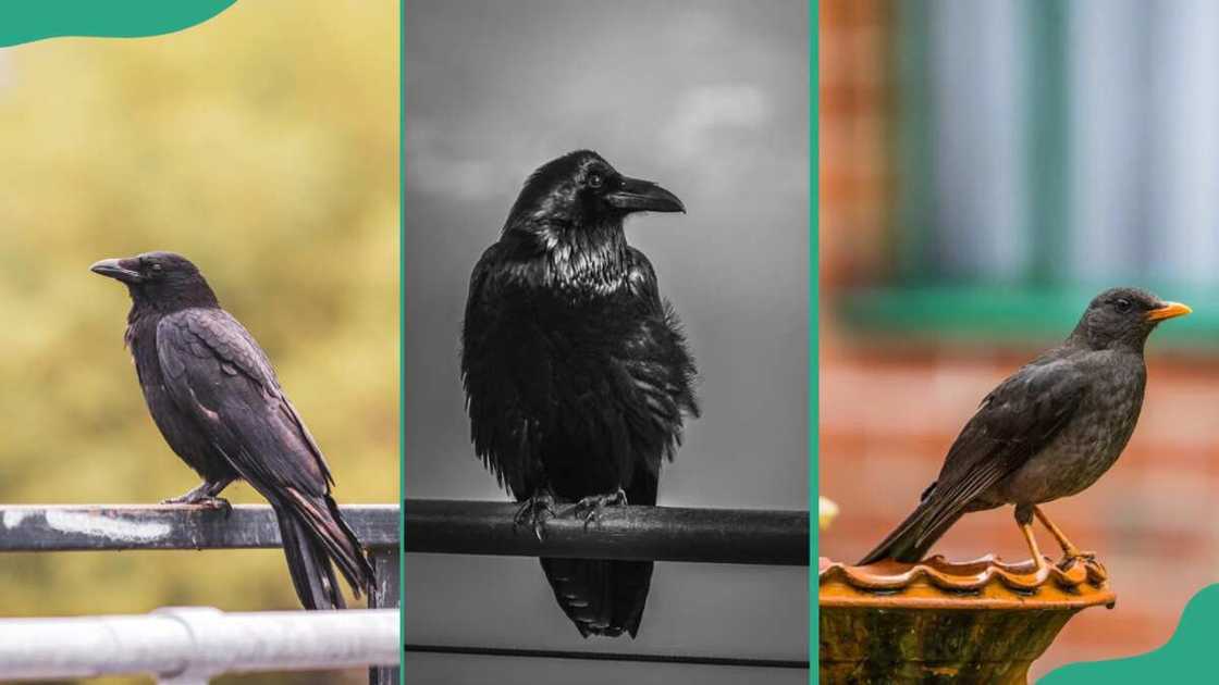 A black raven perched on a metal fence (L). A crow on pole (C). A blackbird in nature (R) A black raven perched on a metal fence (L). A crow on pole (C). A blackbird in nature (R)