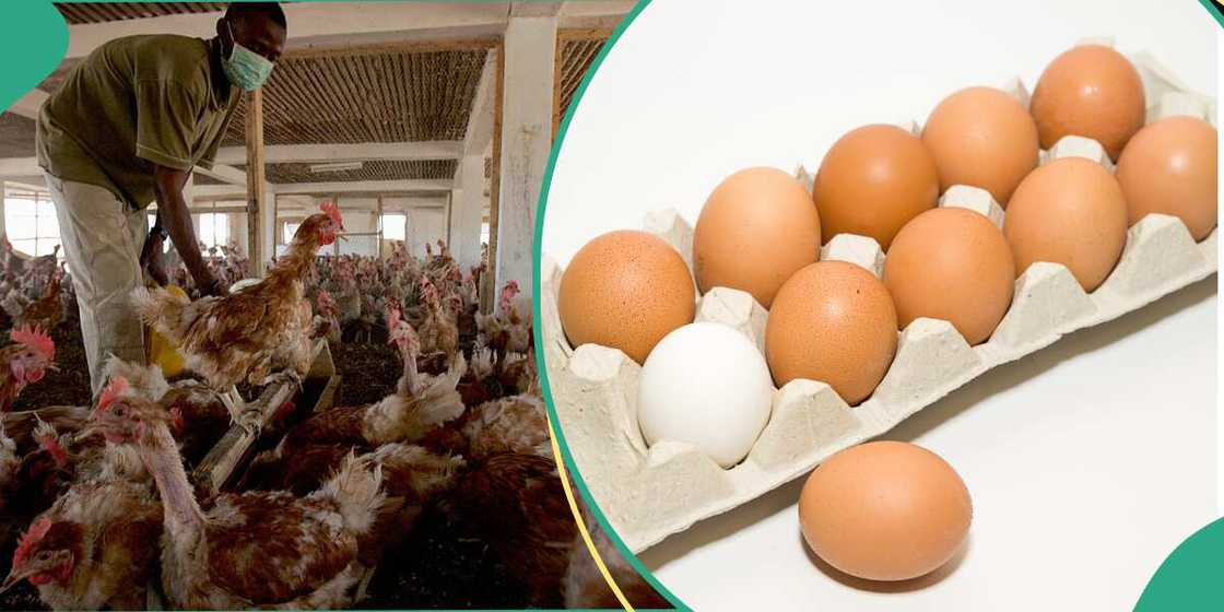 Poultry farmers increase egg price Poultry farmers increase egg price