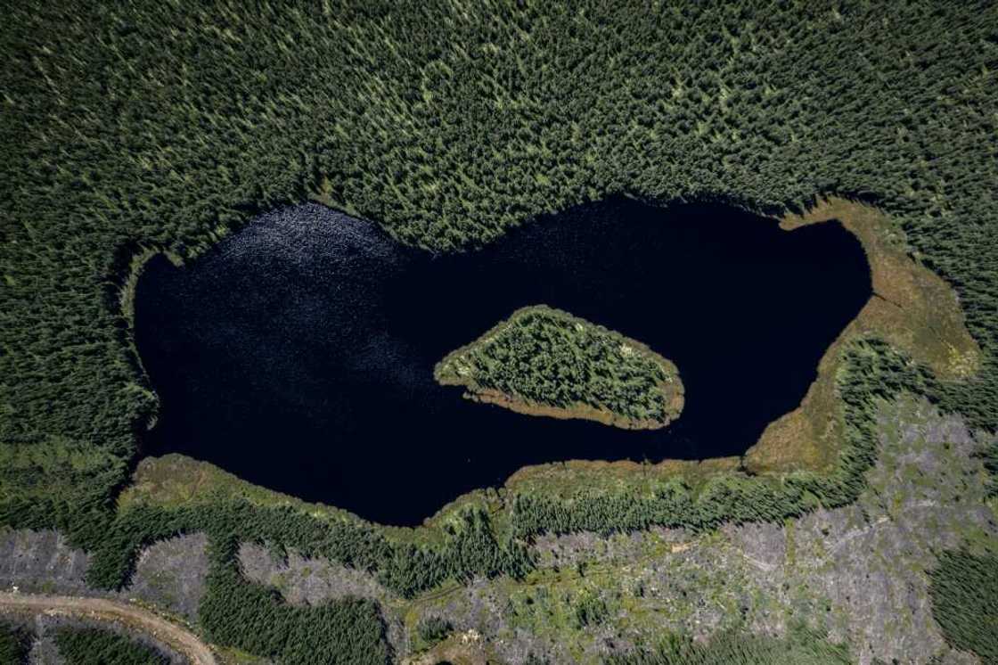 Canada's boreal forest -- named for Boreas, the Greek god of the north wind -- covers 10 percent of the world's land surface Canada's boreal forest -- named for Boreas, the Greek god of the north wind -- covers 10 percent of the world's land surface