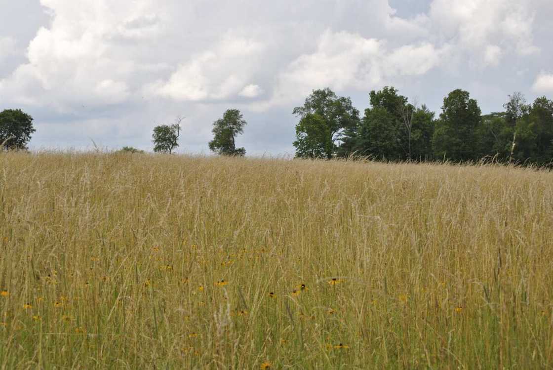 A field of brown/green grass