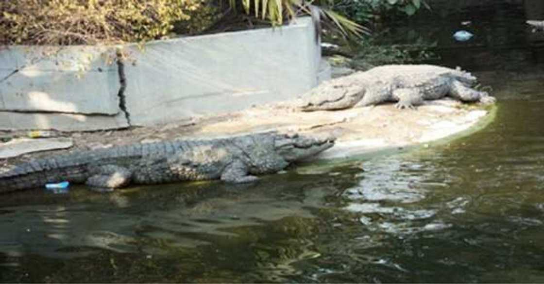Yadda kadojin Ukari ma su tarihi ke zaman lafiya da jama'a Yadda kadojin Ukari ma su tarihi ke zaman lafiya da jama'a