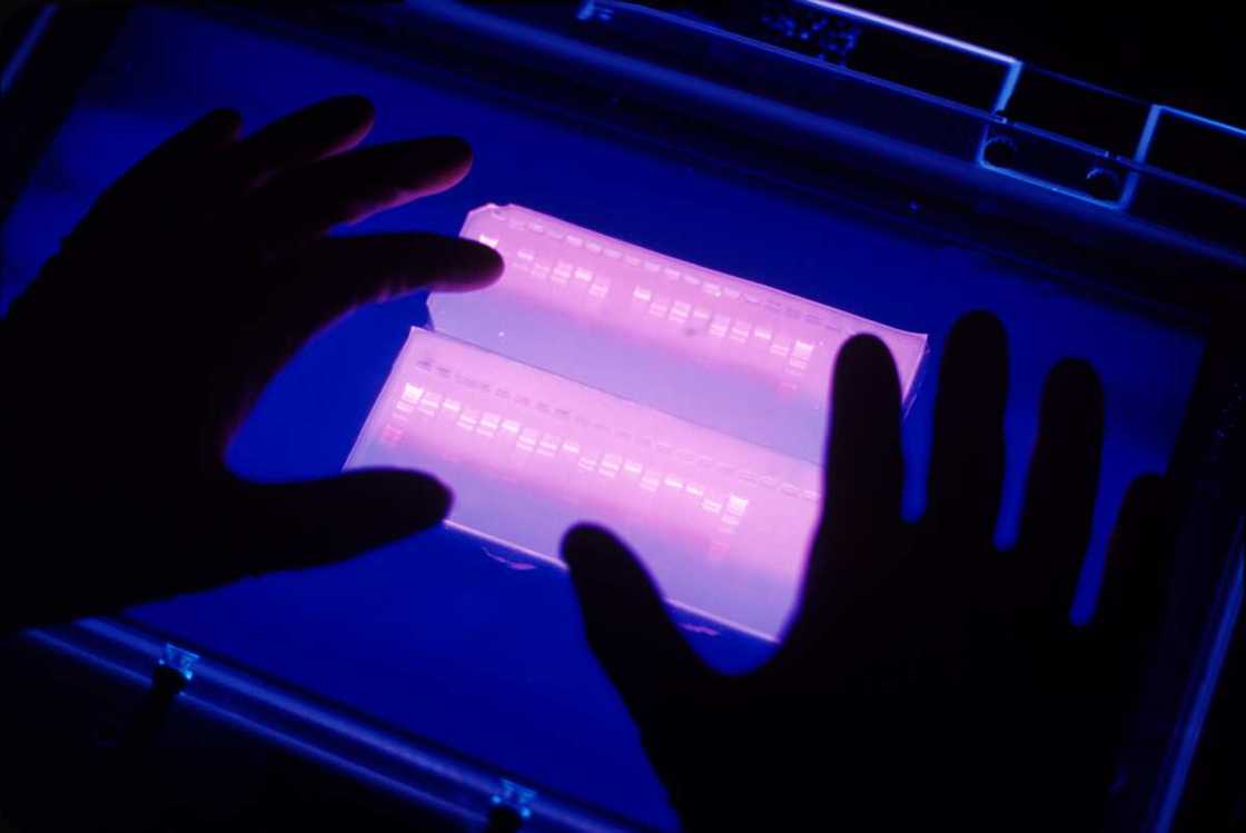 DNA testing DNA testing
