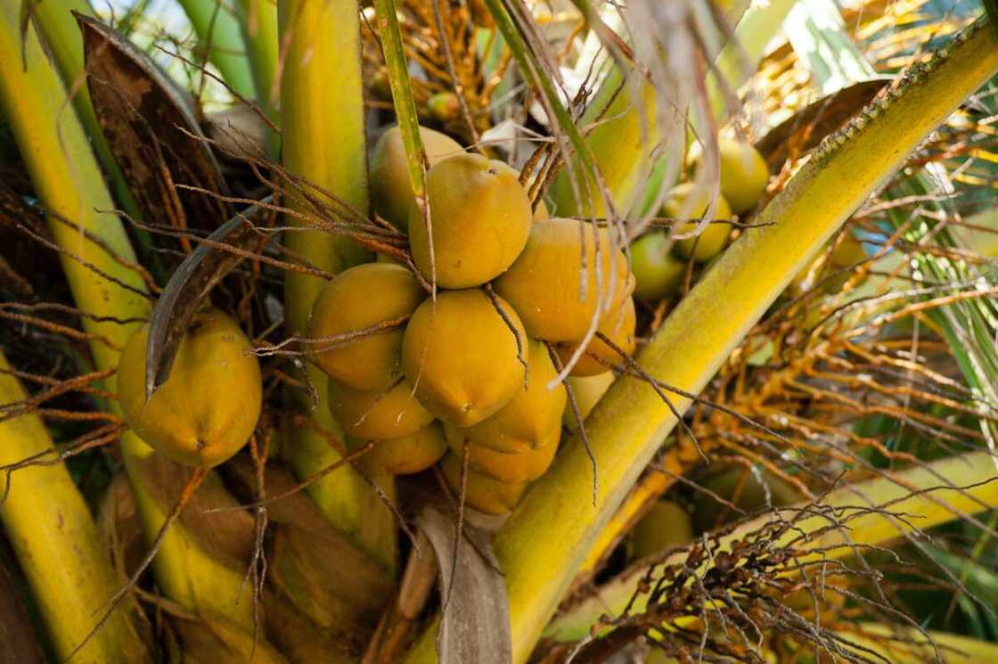is a coconut a berry is a coconut a berry