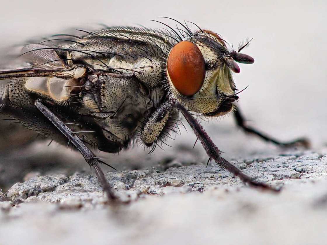 Voici comment fabriquer un piège à mouche maison efficace Voici comment fabriquer un piège à mouche maison efficace