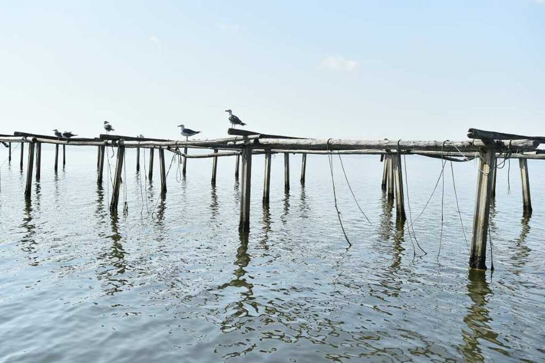 The scorching temperatures on land have generated a marine heatwave at sea The scorching temperatures on land have generated a marine heatwave at sea