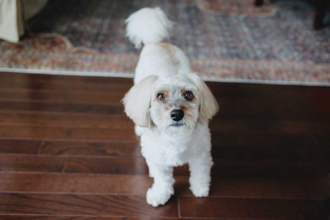 Coton de Tuléar looking at camera