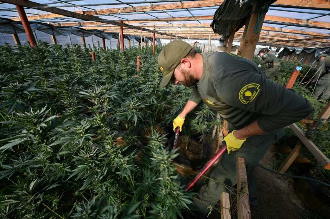 Agents destroy the crops during the raids, but know that growers will be back soon enough Agents destroy the crops during the raids, but know that growers will be back soon enough