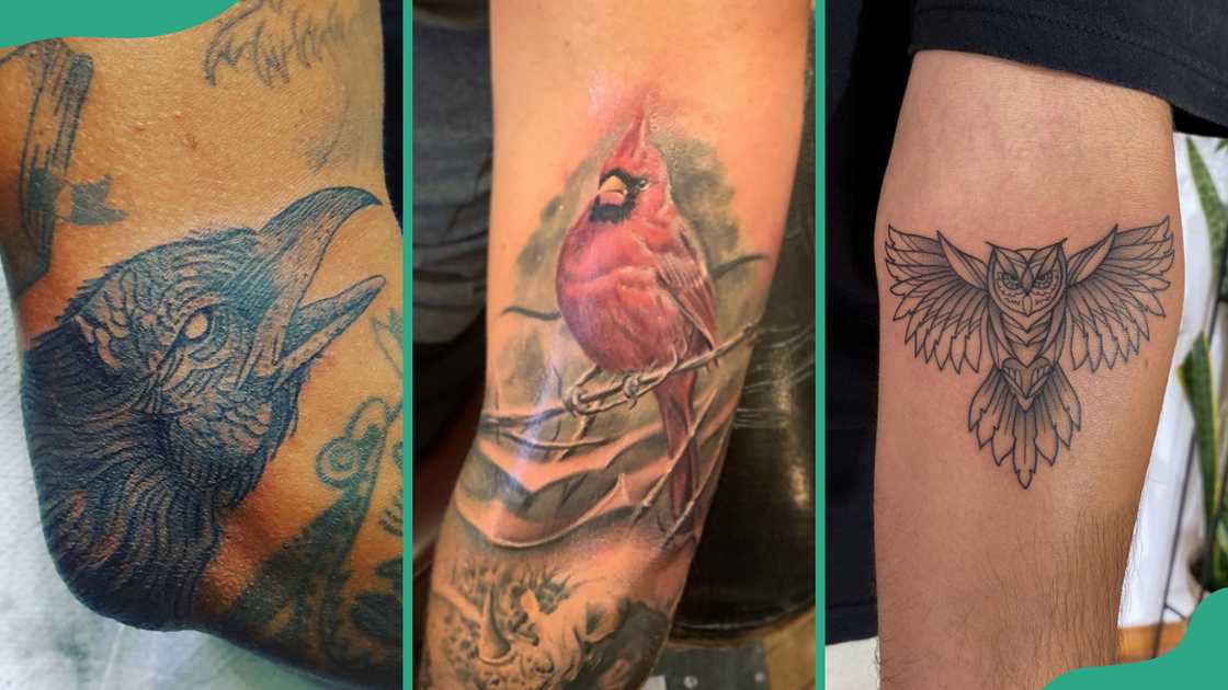 Crow (R), cardinal (C), and owl (R) Crow (R), cardinal (C), and owl (R)