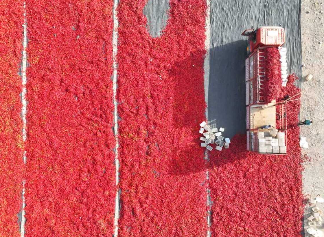 Farmers drying chili peppers