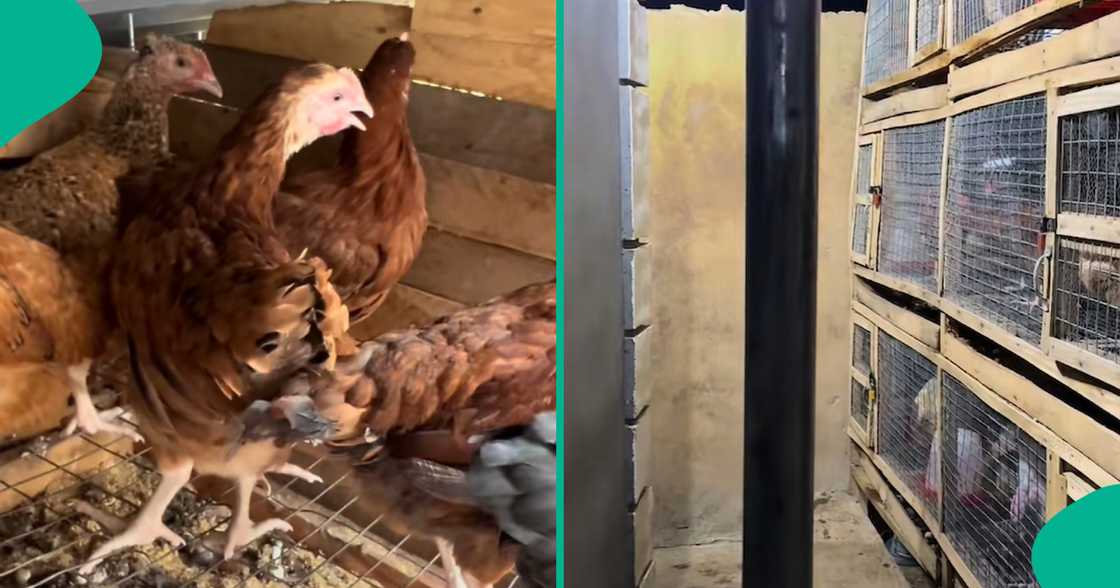 Egg production with noilers/Farming noilers in a cage Egg production with noilers/Farming noilers in a cage