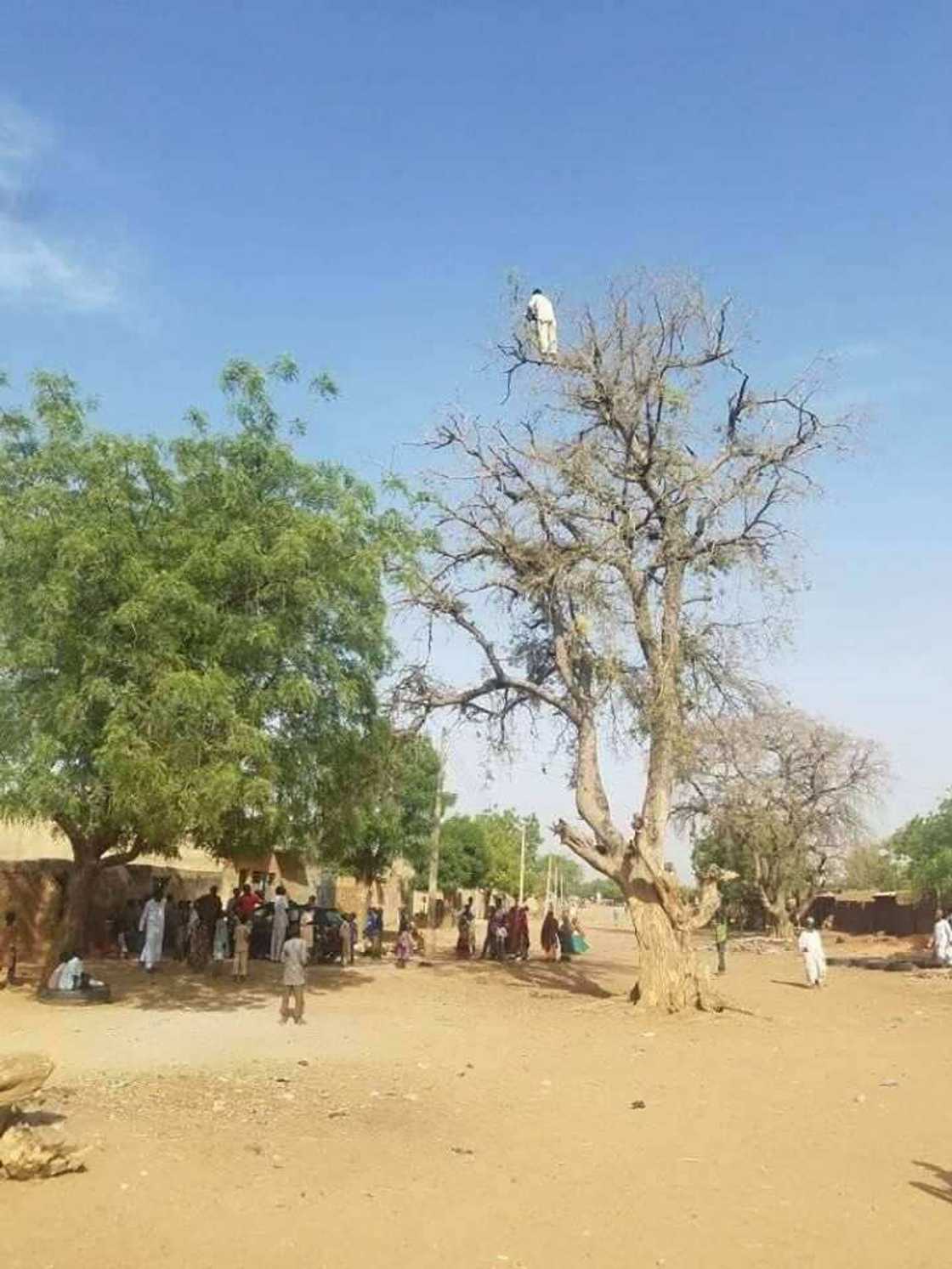 Saurayi ya haye saman bishiya ba zai sauko ba sai an bashi Matar aure a Yobe (Hoto) Saurayi ya haye saman bishiya ba zai sauko ba sai an bashi Matar aure a Yobe (Hoto)