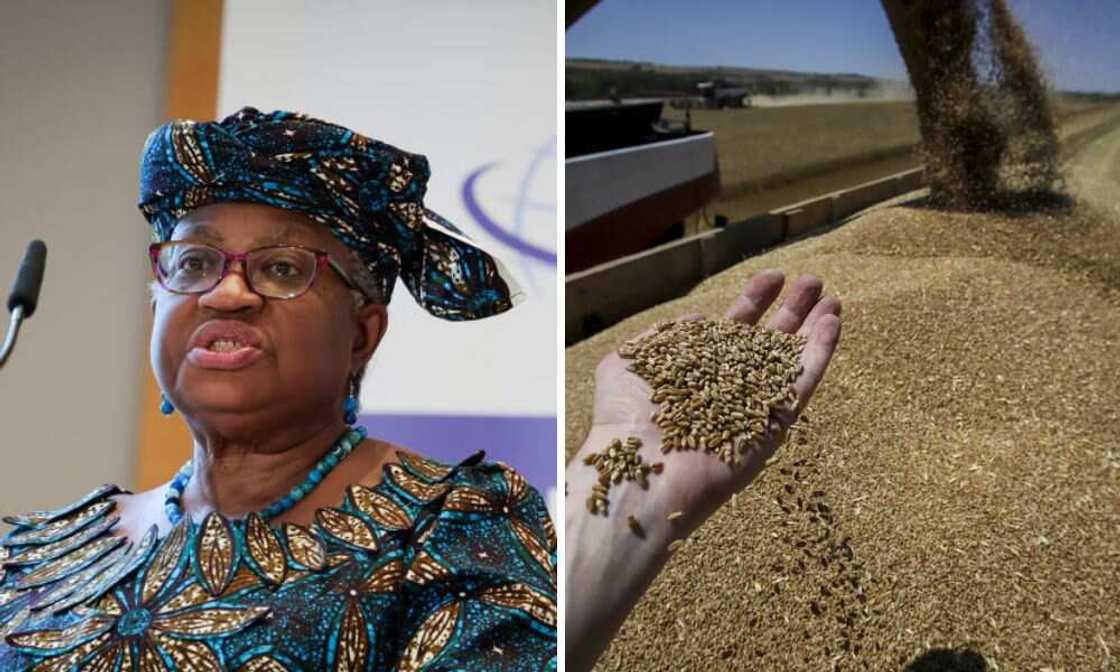 Okonjo-Iweala, Ukraine Grain, Russia