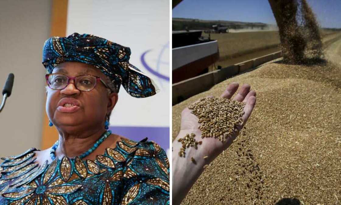 Okonjo-Iweala, Ukraine Grain, Russia Okonjo-Iweala, Ukraine Grain, Russia