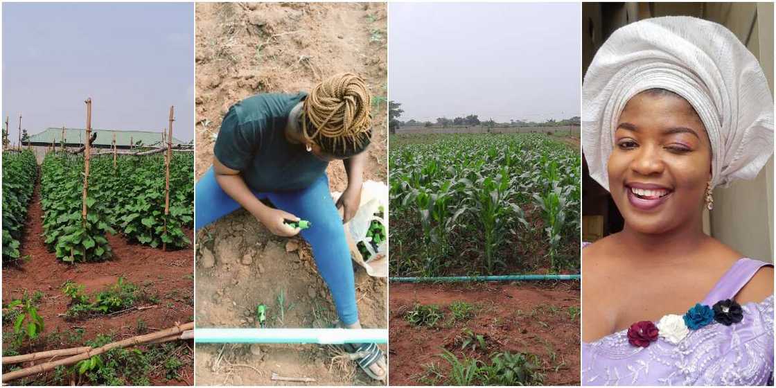 Nigerian lady shows off sweet corn farm, surprises people that didn't believe in her Nigerian lady shows off sweet corn farm, surprises people that didn't believe in her
