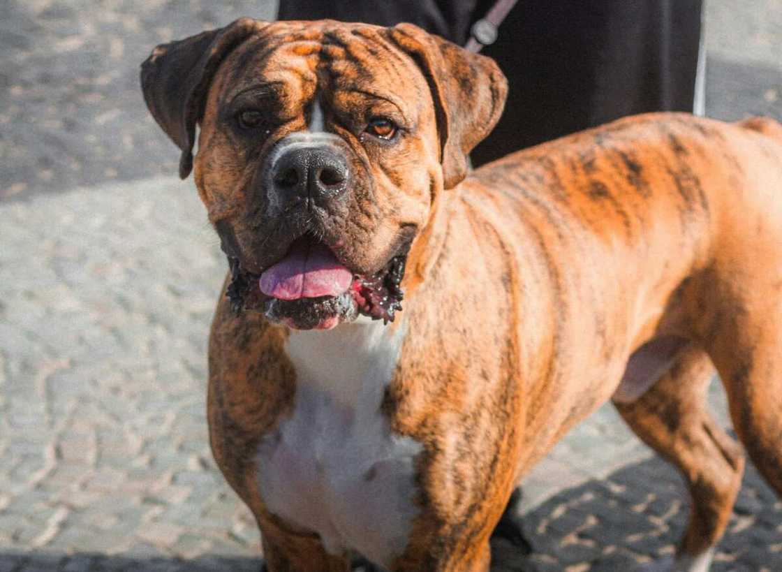 A close-up photo of a cute brown and white American Pit Bull Terrier