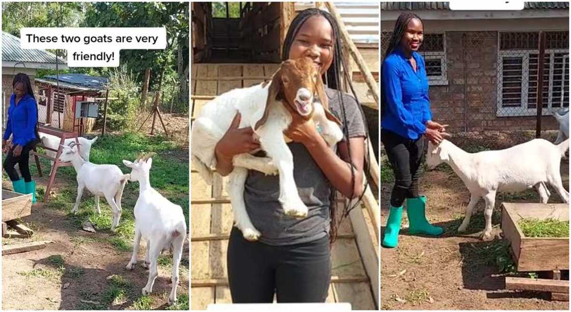 Photos of a lady with her goats.