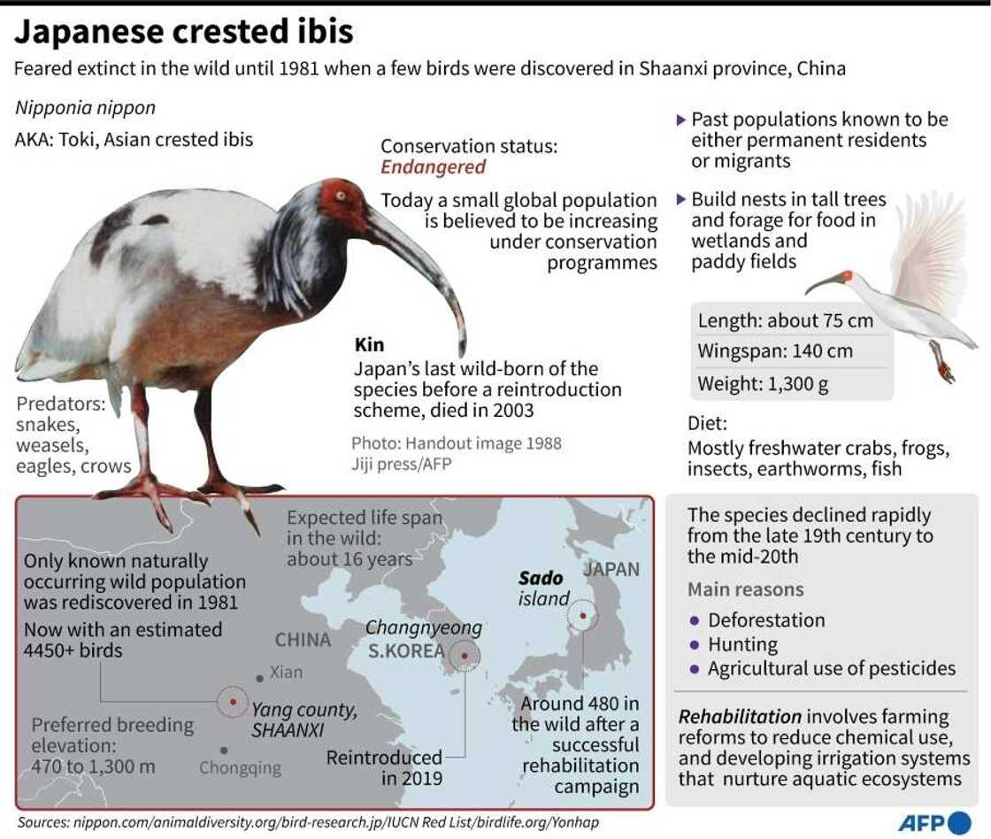 Japanese crested ibis Japanese crested ibis