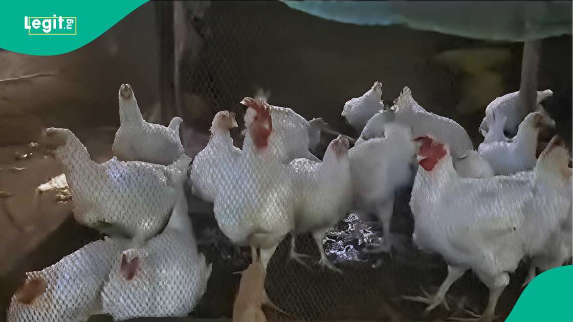 Nigerian lady shares her husband's experience selling chicken for Christmas. Nigerian lady shares her husband's experience selling chicken for Christmas.