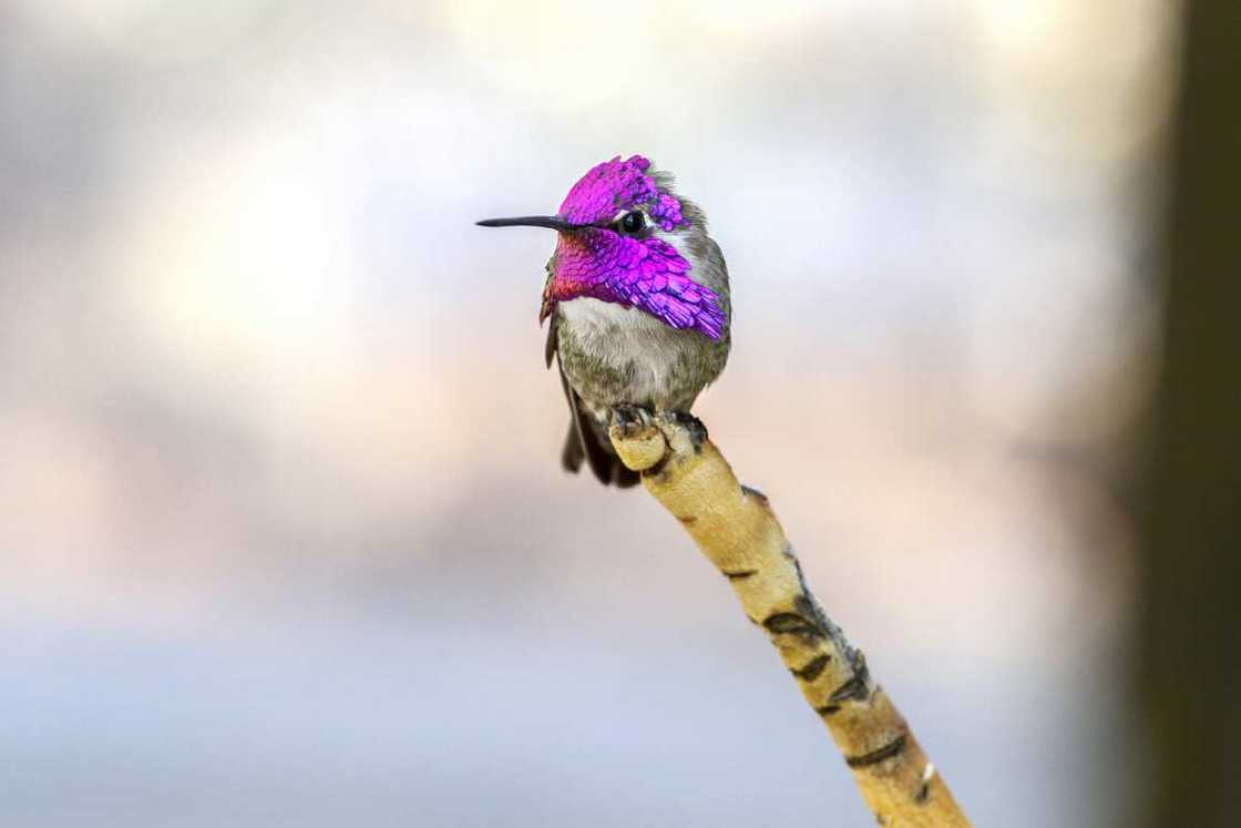 Costa's hummingbird sanding on the tip of a single branch