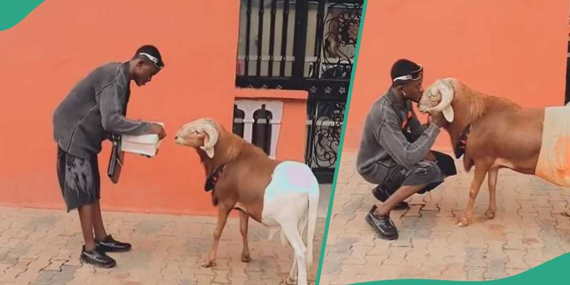 Nigerian Man Takes Care of His Big Ram, Becomes Emotional Ahead of ...