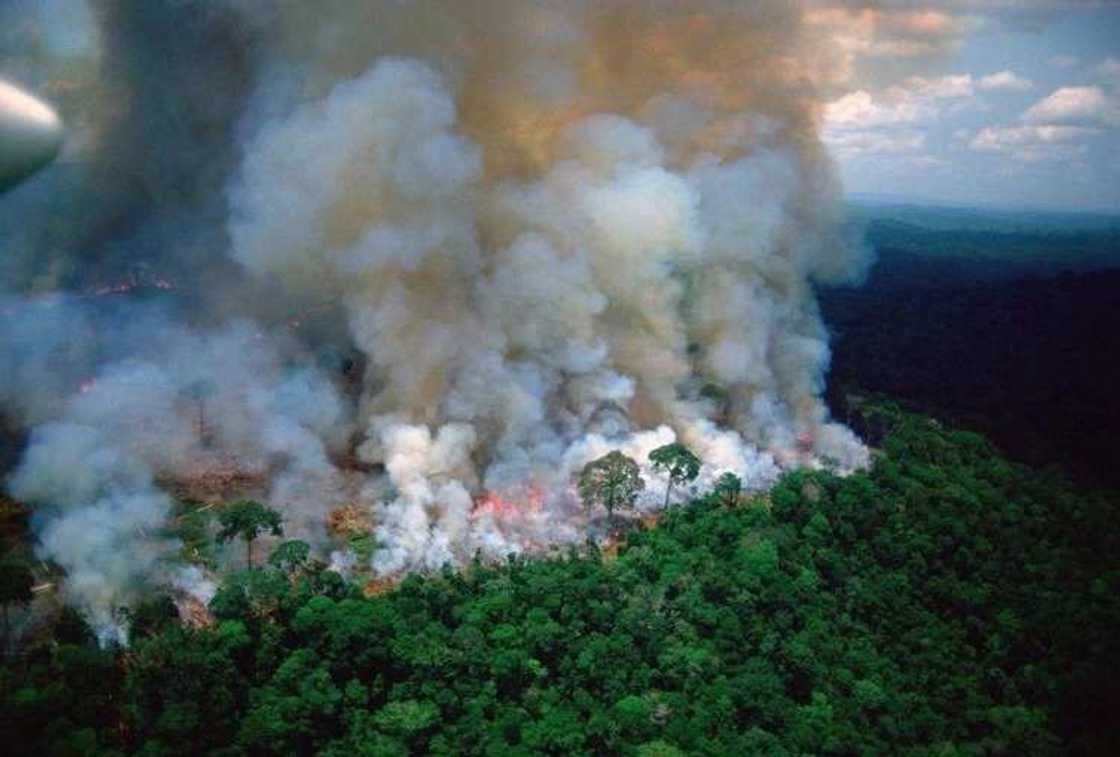 amazon jungle amazon jungle