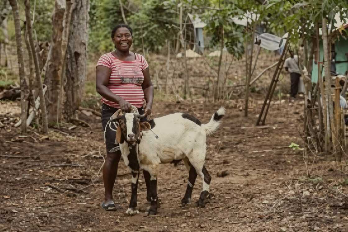 A woman with a goat in a rural setting A woman with a goat in a rural setting
