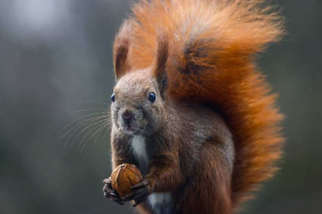 Red squirrel Red squirrel