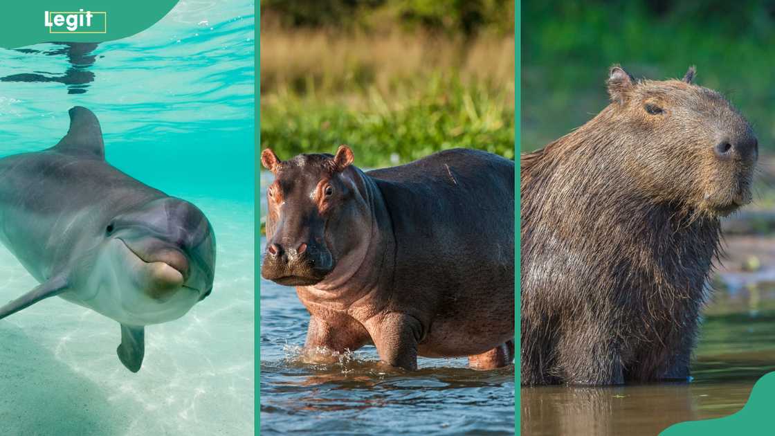 Photos of a Dolphin, Hippo and Capybara. Photos of a Dolphin, Hippo and Capybara.