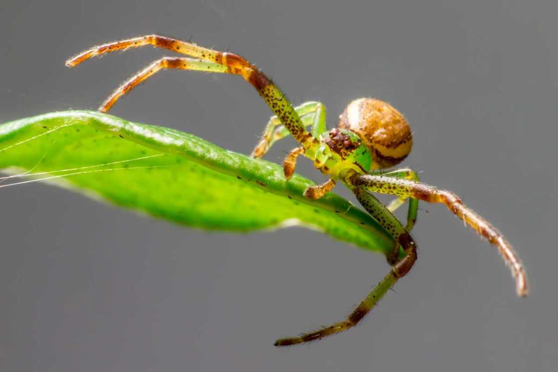 araignée diaea dorsata