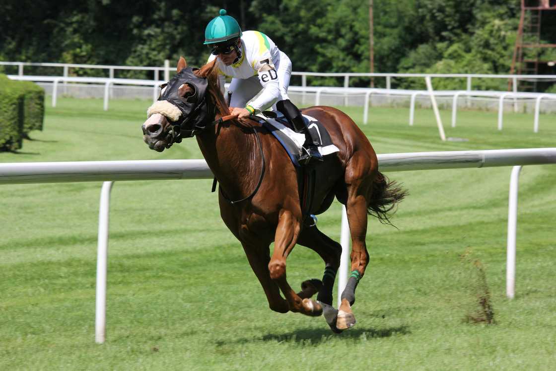 A person on a brown horse A person on a brown horse