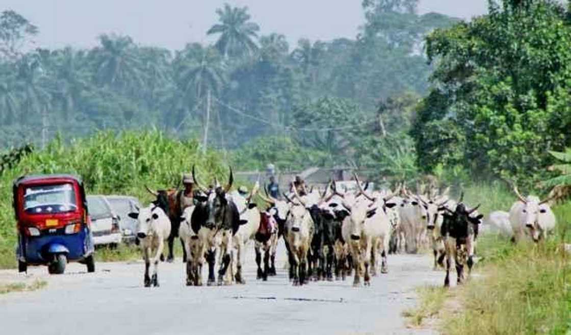 Cikin shekaru hudu an sace Shanu 74,000 a jihar Kaduna Cikin shekaru hudu an sace Shanu 74,000 a jihar Kaduna