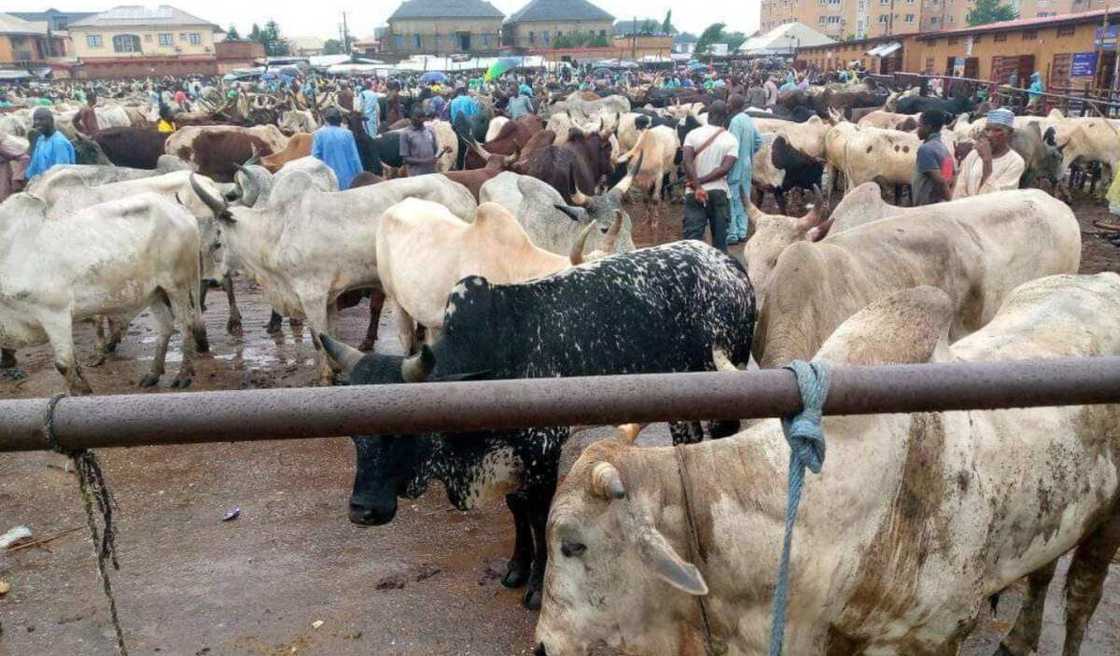 Ana ci gaba da kokawa kan rufe iyakokin Najeriya da Nijar Ana ci gaba da kokawa kan rufe iyakokin Najeriya da Nijar