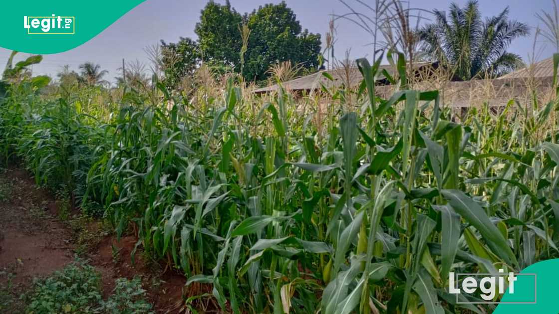Many families in Ogun's Iwoye-Aiyedokun are into small-scale maize farming in Nigeria Many families in Ogun's Iwoye-Aiyedokun are into small-scale maize farming in Nigeria