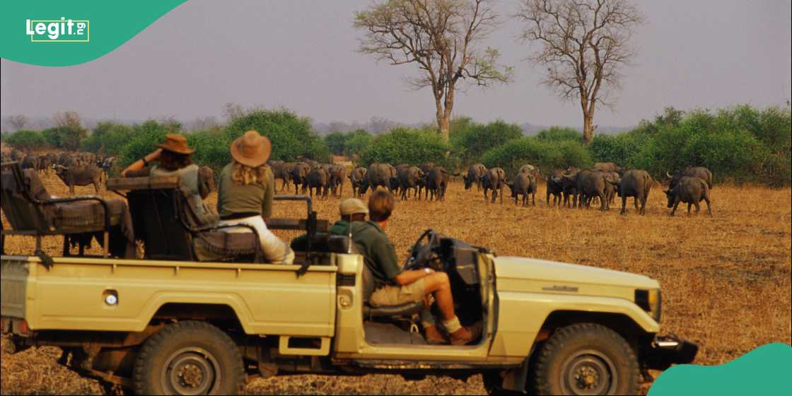 Zambia forest park Zambia forest park