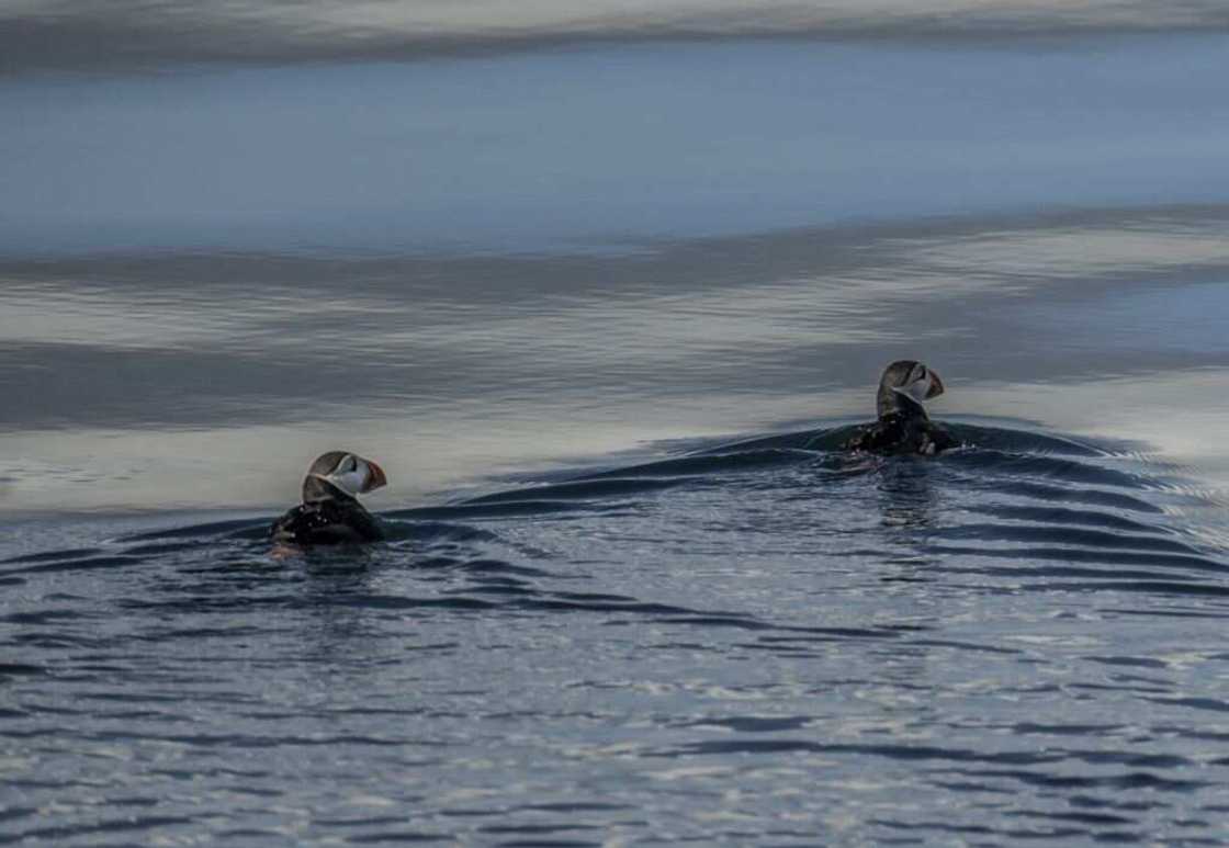 Birds in a water body