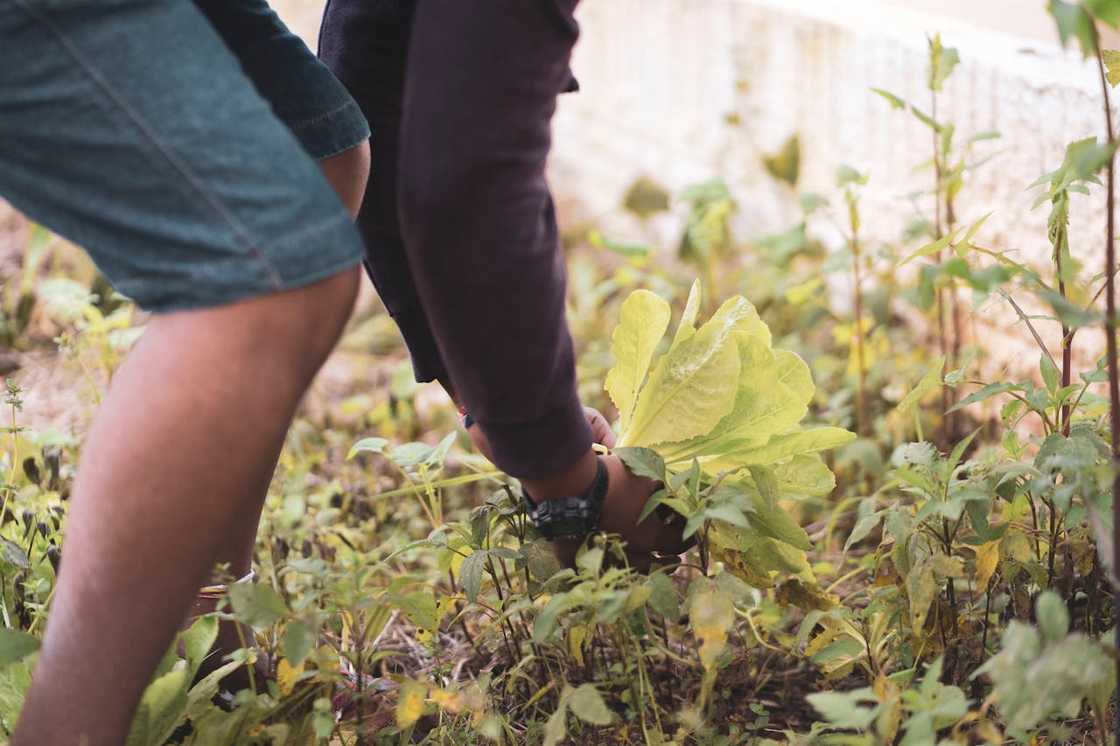 A person crouches in a garden pulling leafy vegetables from the soil.