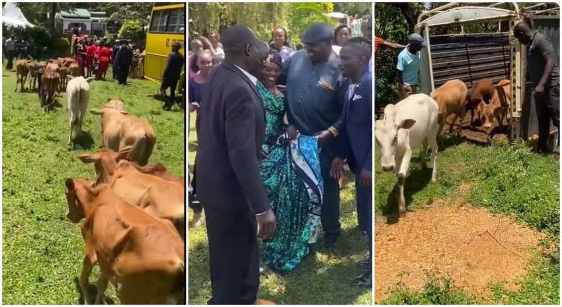 Photos of cows brought for the purpose of wedding by a groom who treated his wife like a queen. Photos of cows brought for the purpose of wedding by a groom who treated his wife like a queen.