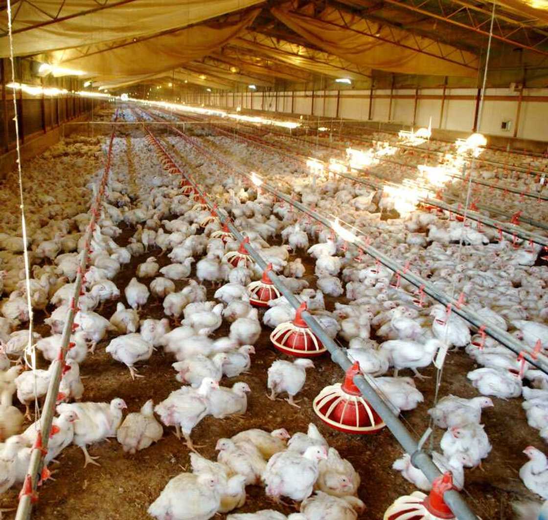 A poultry farm in Nigeria A poultry farm in Nigeria