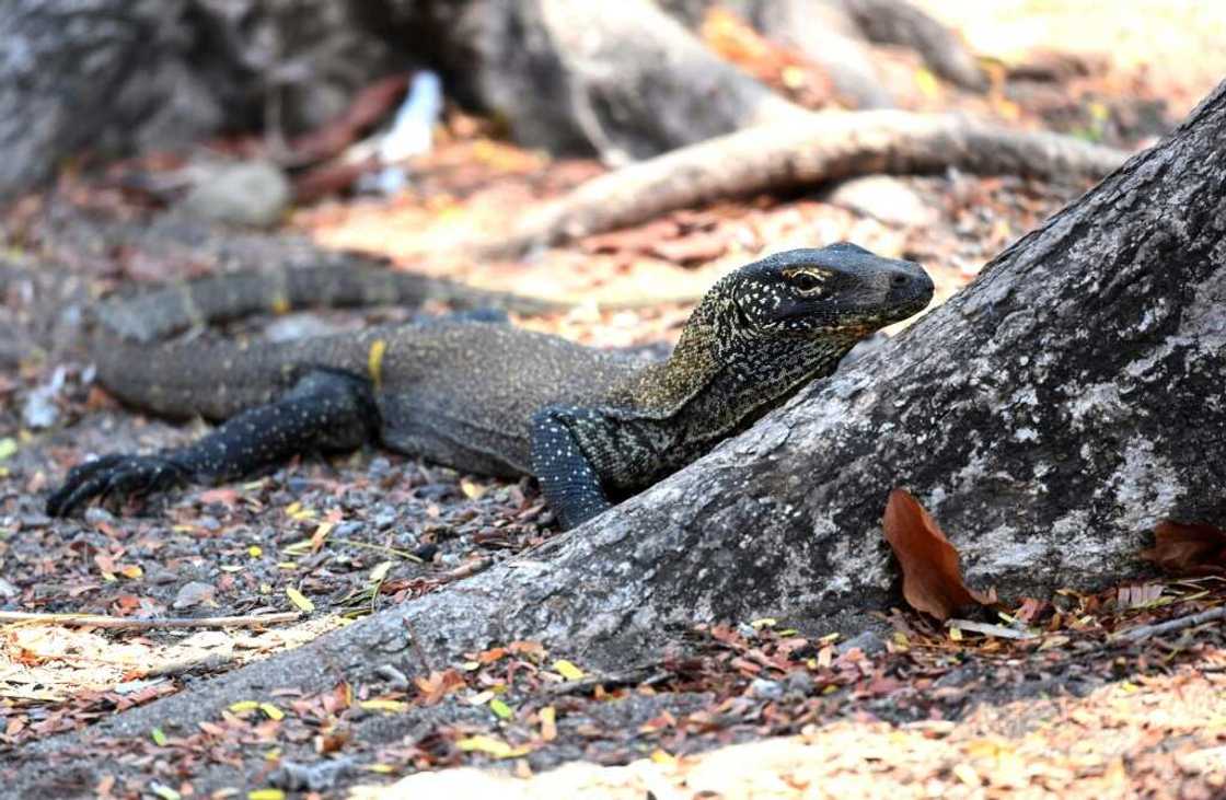 The national park is home to the Komodo dragon -- the world's largest lizard