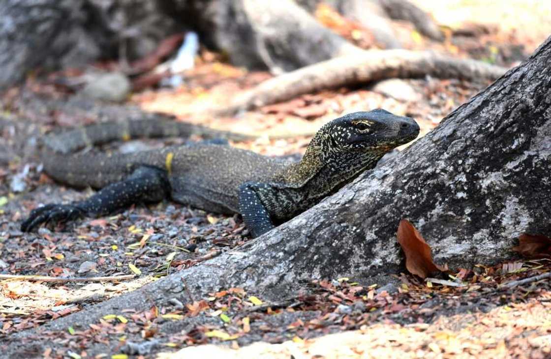 The national park is home to the Komodo dragon -- the world's largest lizard The national park is home to the Komodo dragon -- the world's largest lizard