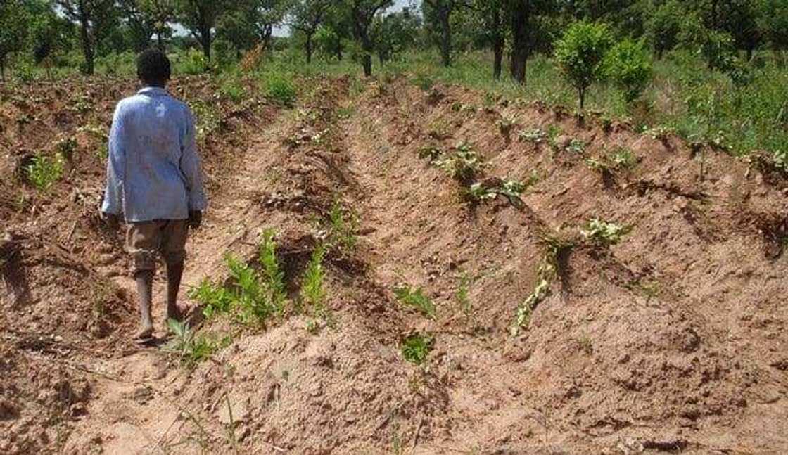 Gonar doya Gonar doya