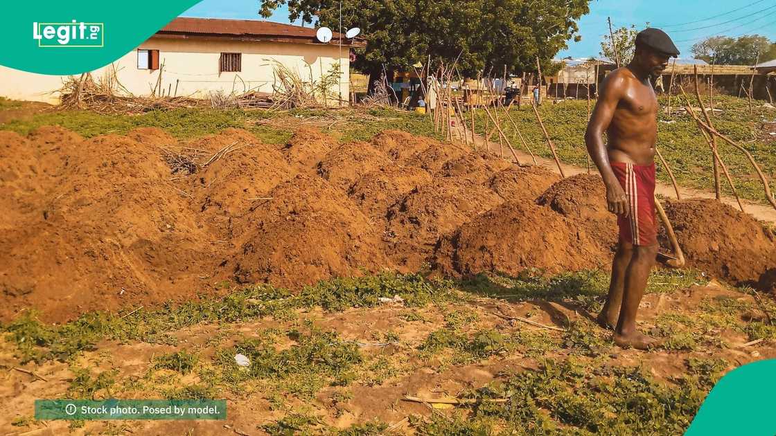 Empty rice and maize fields in Kwara abandoned by farmers fearing armed attacks Empty rice and maize fields in Kwara abandoned by farmers fearing armed attacks